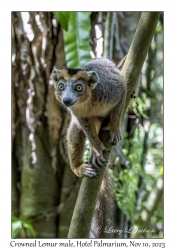 Crowned Lemur male