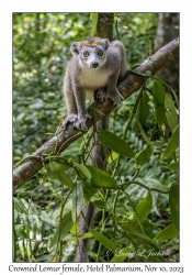 Crowned Lemur female
