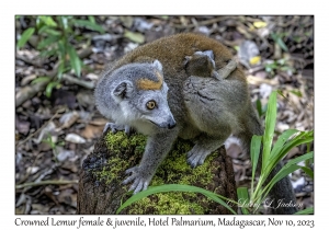 Crowned Lemur female & juvenile