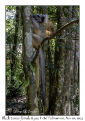 Black Lemur female & juvenile