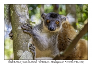 Black Lemur juvenile