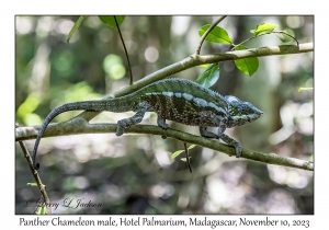 Panther Chameleon male