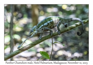 Panther Chameleon male