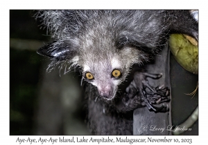 Aye-Aye