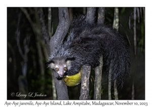 Aye-Aye juvenile