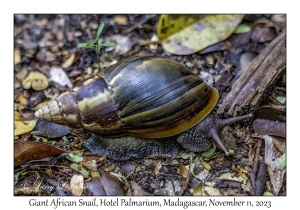 Giant African Snail