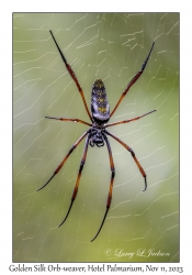 Golden Silk Orb-weaver