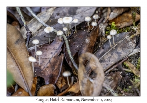 Fungus