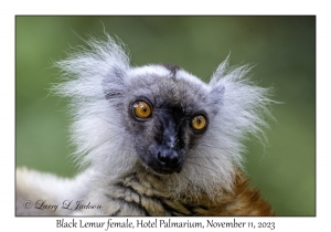 Black Lemur female