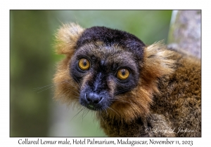 Collared Lemur male