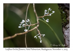 Leafless Orchid