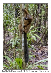 Red-bellied Lemur male