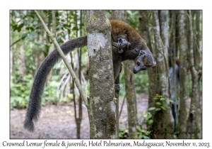 Crowned Lemur female & juvenile