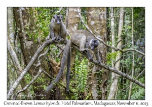 Crowned-Brown Lemur hybrids