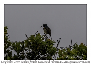 Long-billed Green Sunbird female