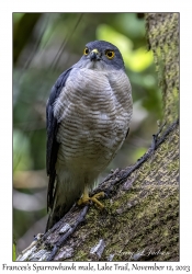 Frances's Sparrowhawk male