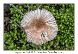 Fungus