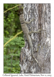 Collared Iguanid