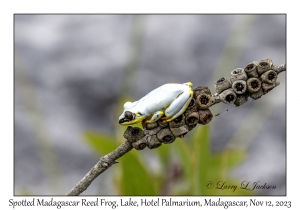 Spotted Madagascar Reed Frog