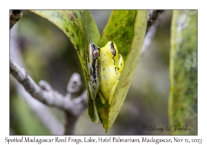 Spotted Madagascar Reed Frogs