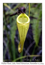 Pitcher Plant