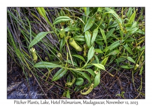 Pitcher Plants