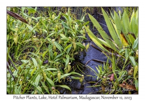 Pitcher Plants