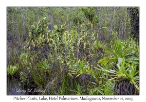 Pitcher Plants