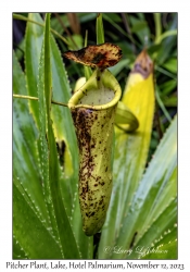 Pitcher Plant