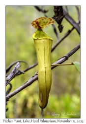 Pitcher Plant