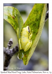 Spotted Madagascar Reed Frog