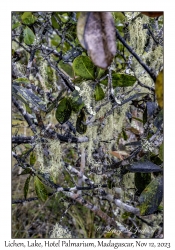 Lichen