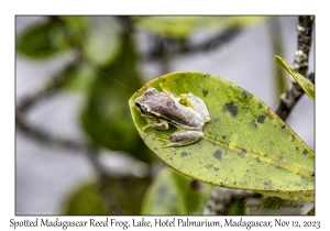 Spotted Madagascar Reed Frog