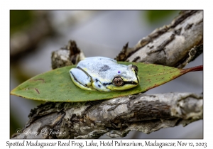 Spotted Madagascar Reed Frog