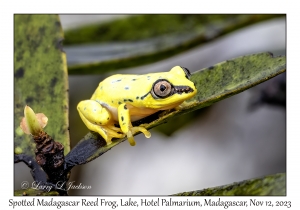 Spotted Madagascar Reed Frog