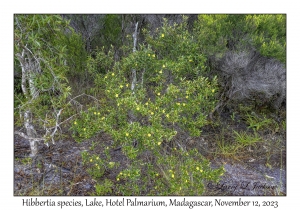 Hibbertia species