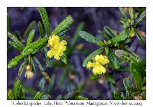 Hibbertia species