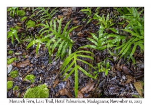 Monarch Fern