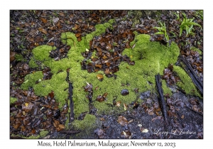 Moss