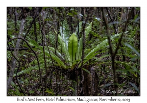 Bird's Nest Fern