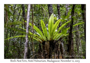 Bird's Nest Fern