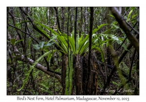 Bird's Nest Fern