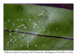 Unknown Spider & young