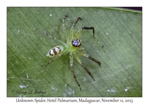 Unknown Spider