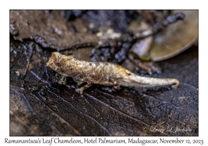 Ramanantsoa's Leaf Chameleon