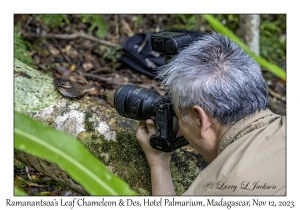 Ramanantsoa's Leaf Chameleon & Des