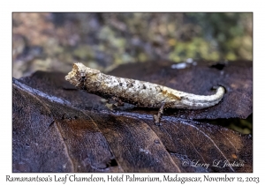 Ramanantsoa's Leaf Chameleon