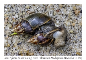 Giant African Snail mating