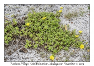 Purslane