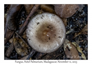 Fungus